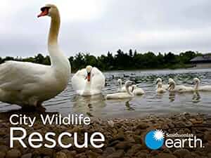 City Wildlife Rescue Poster
